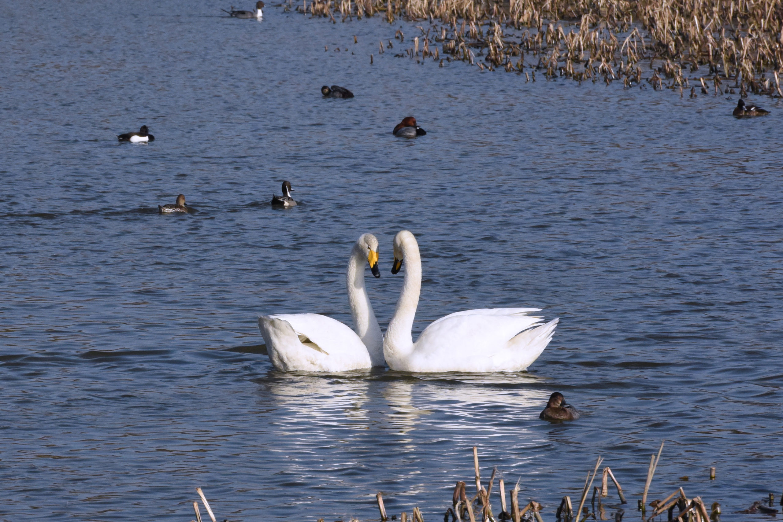 田尻池の白鳥