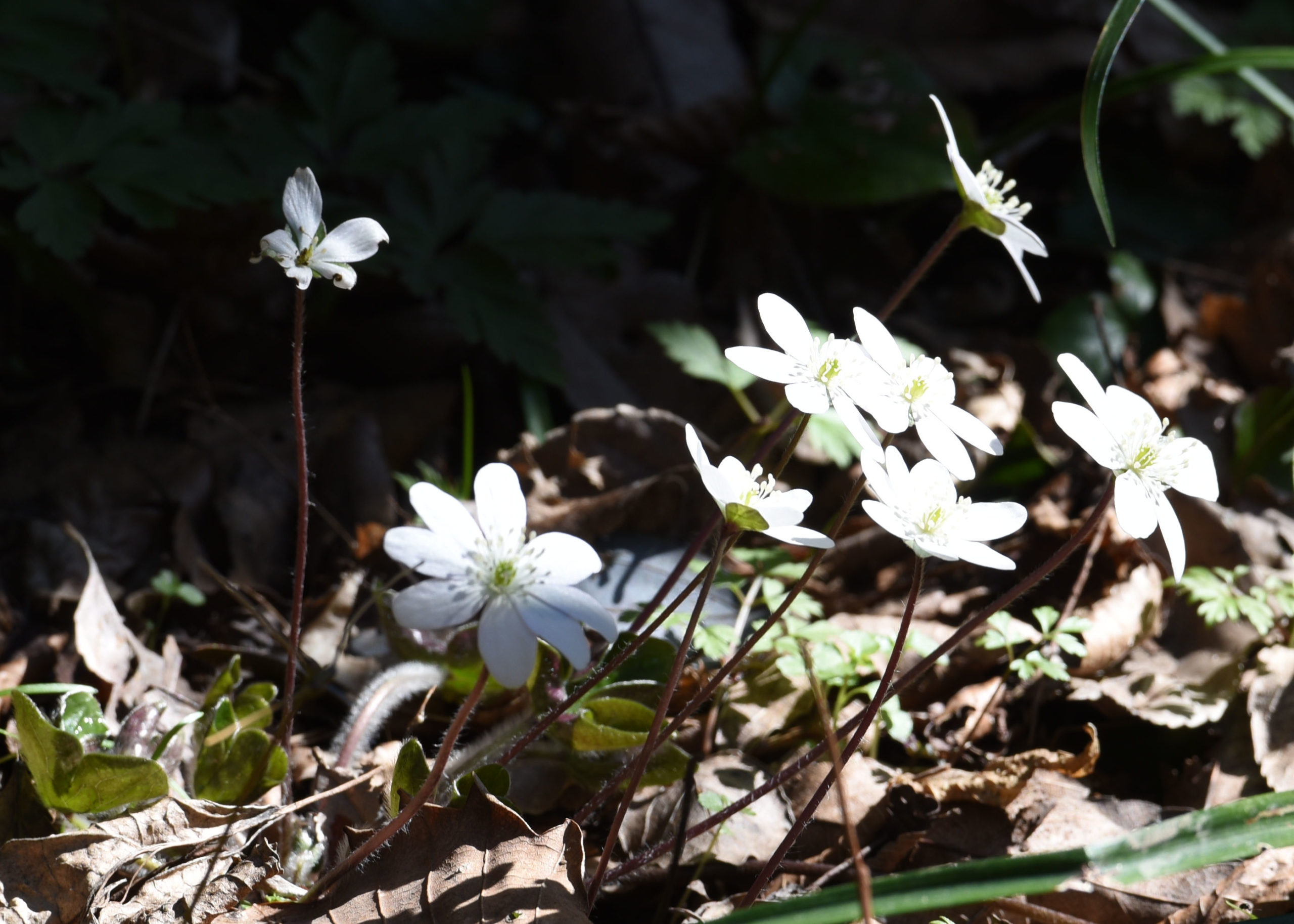 奥能登の雪割草