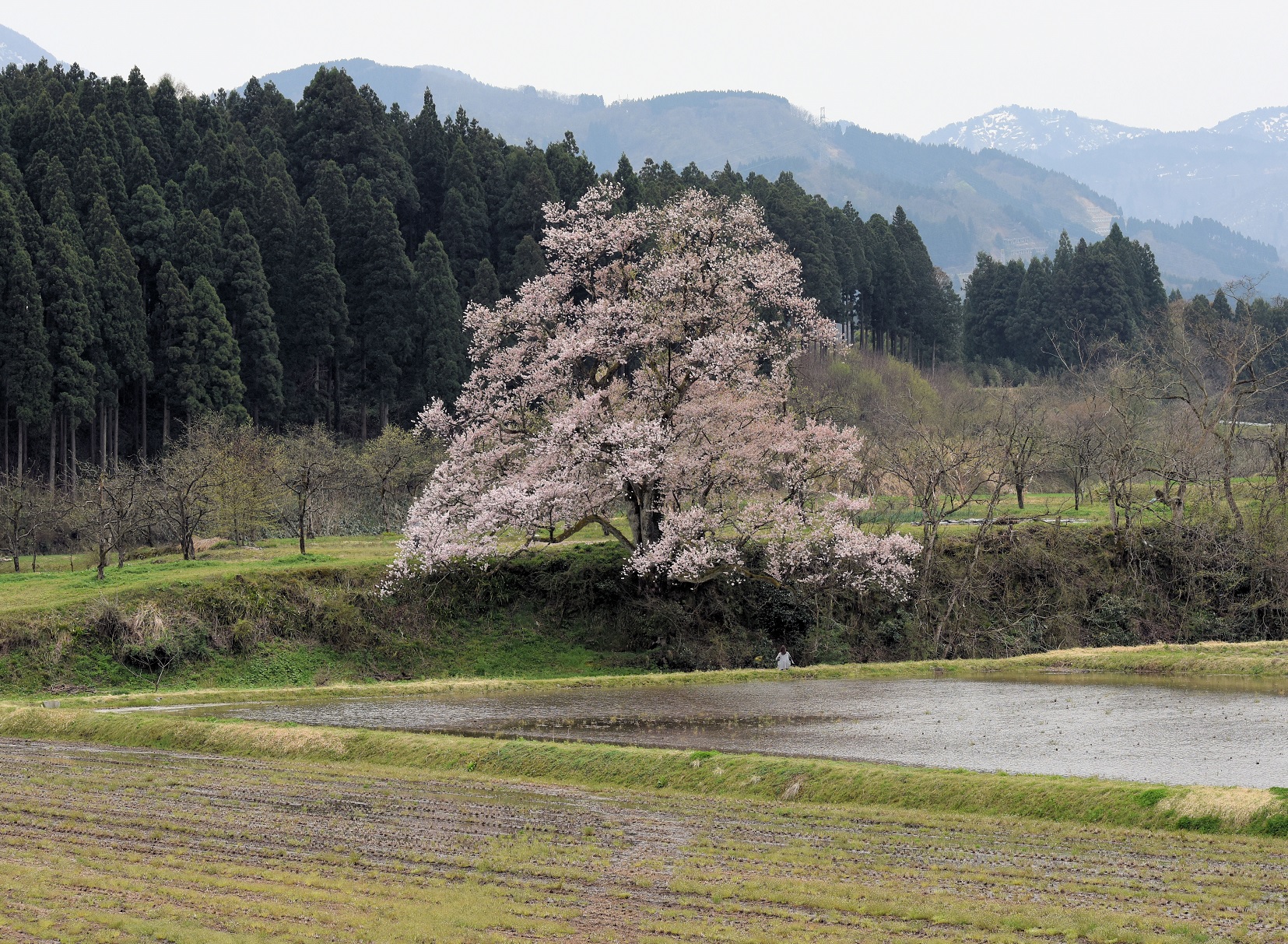 城端向野の桜