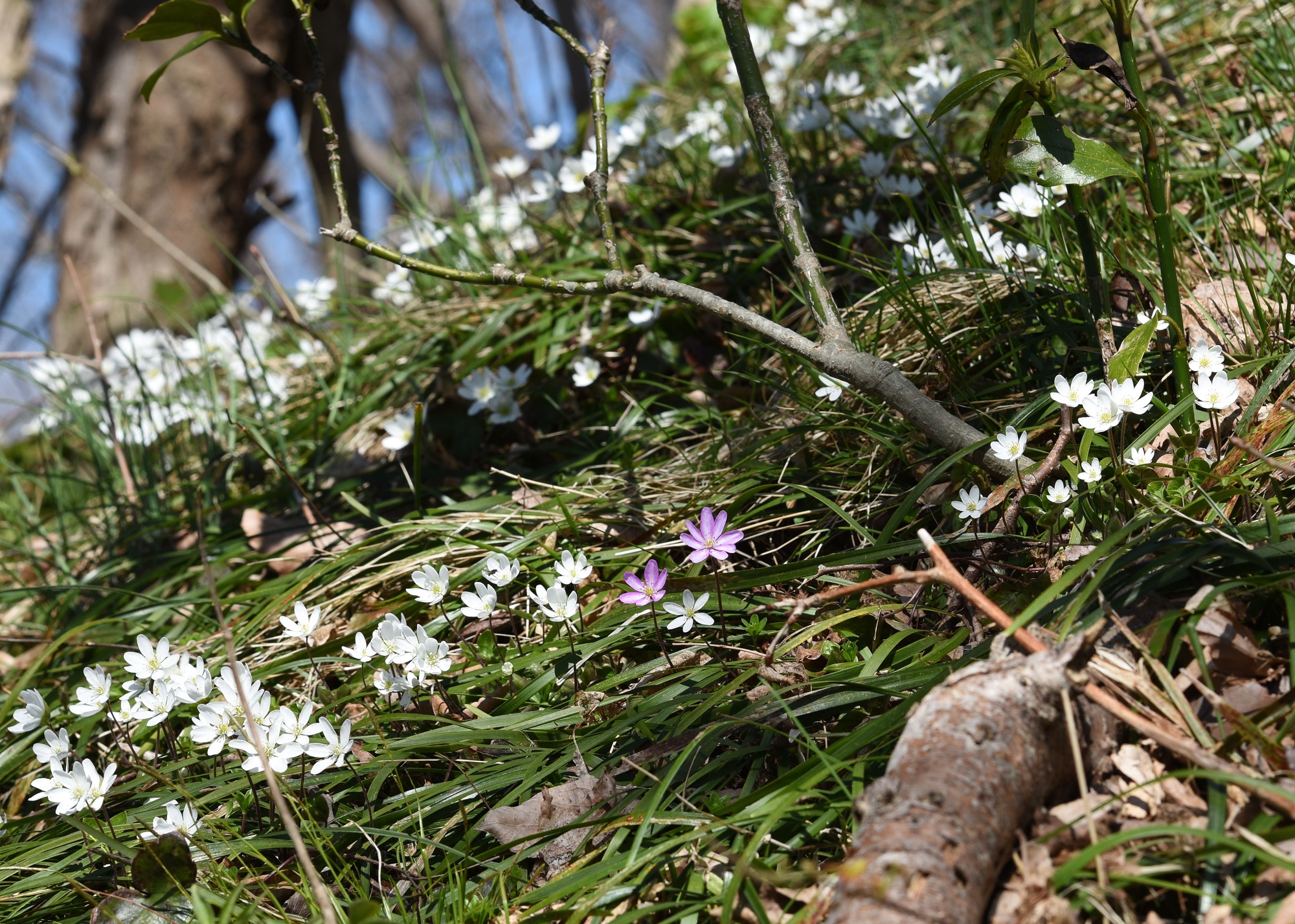 奥能登に咲く雪割草