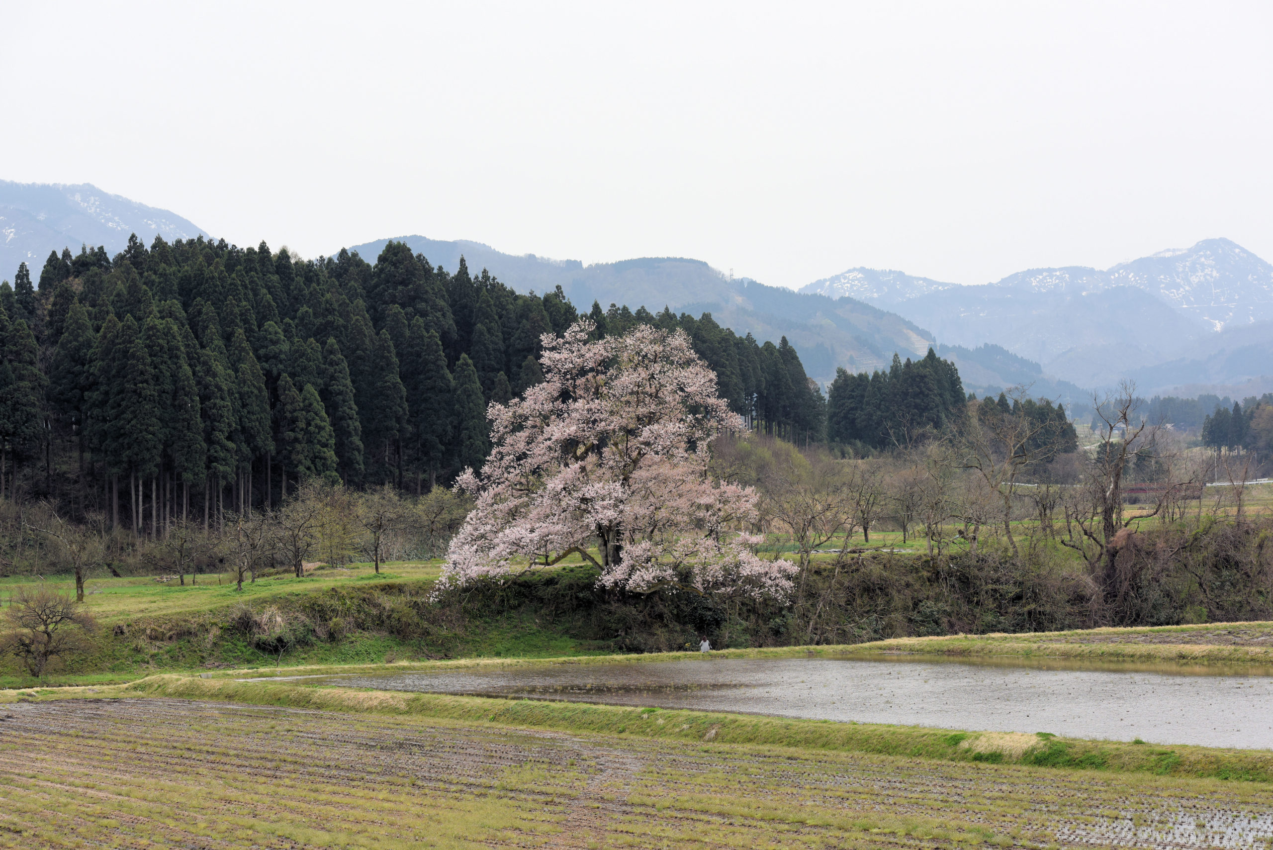 城端町の向野の桜