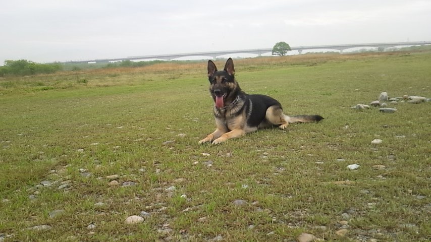 シェパード エース